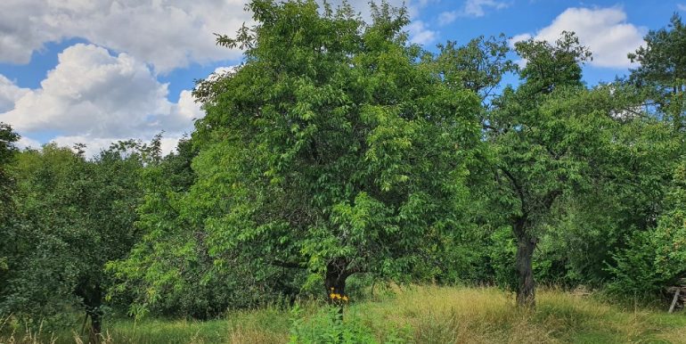 Blick auf die Obstwiese