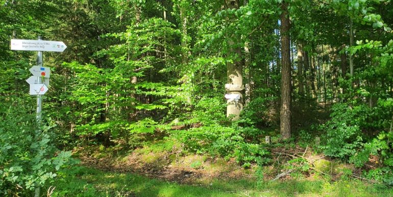 Hier geht´s Richtung Wald...