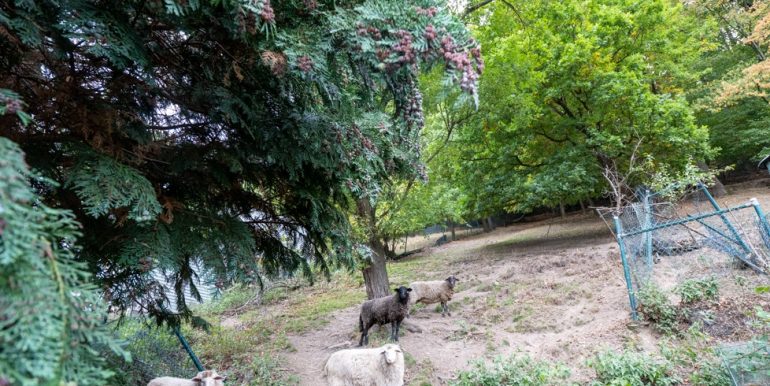 Hier weiden bereits Schaafe