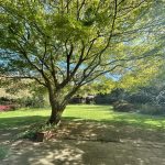 Blick in den Garten