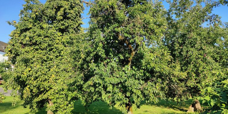 Obstbäume